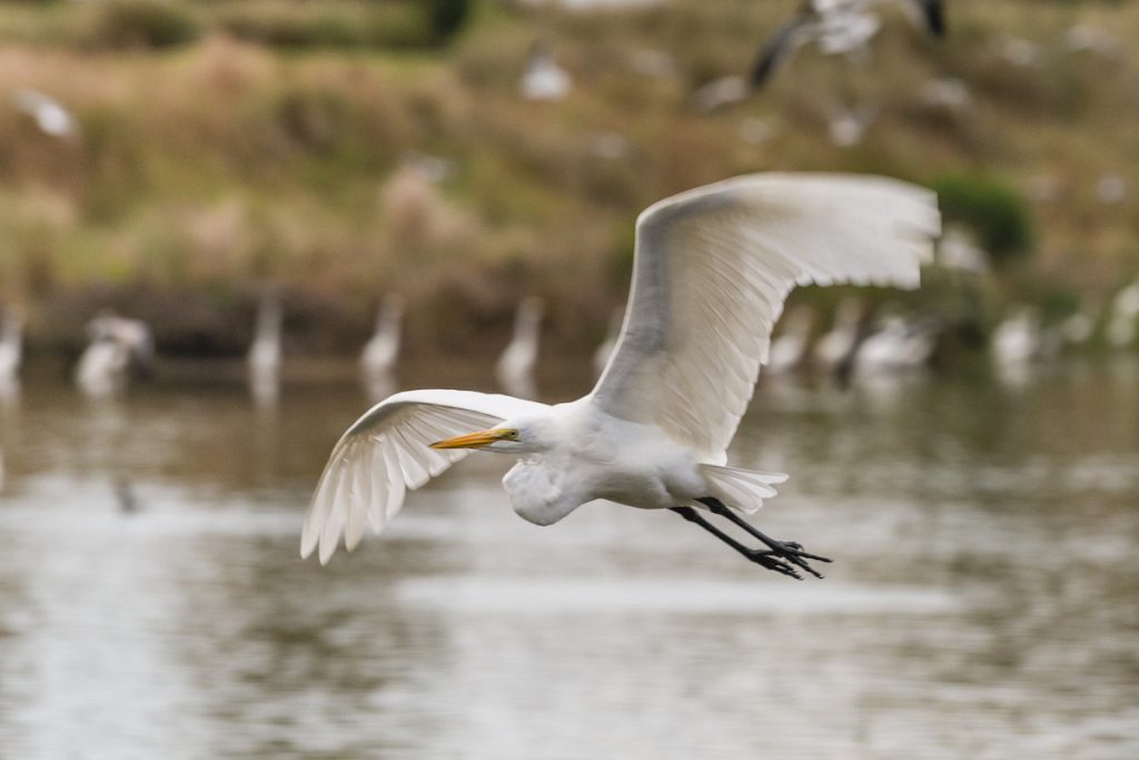 About the Kiawah Island Nature Conservancy | Kiawah Island