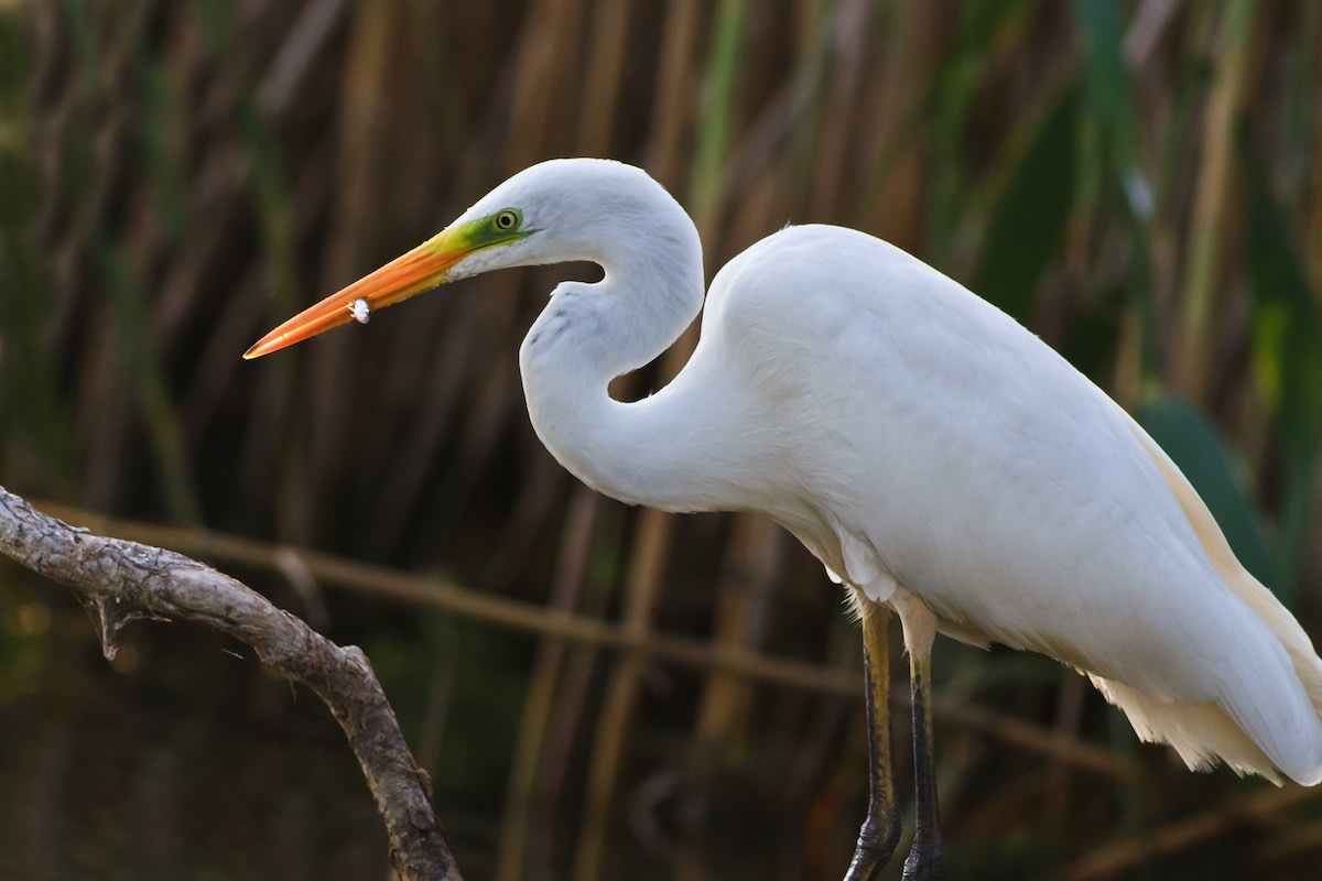 The Majestic Birds of South Carolina | Kiawah Island