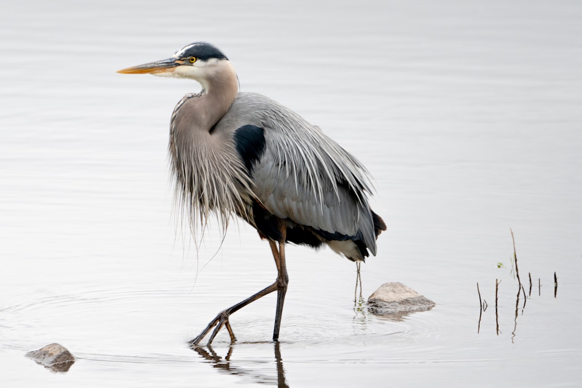 The Majestic Birds of South Carolina | Kiawah Island